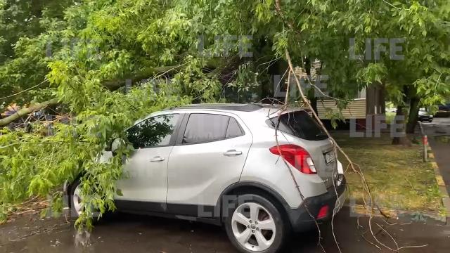 Поваленные деревья и разбитые автомобили