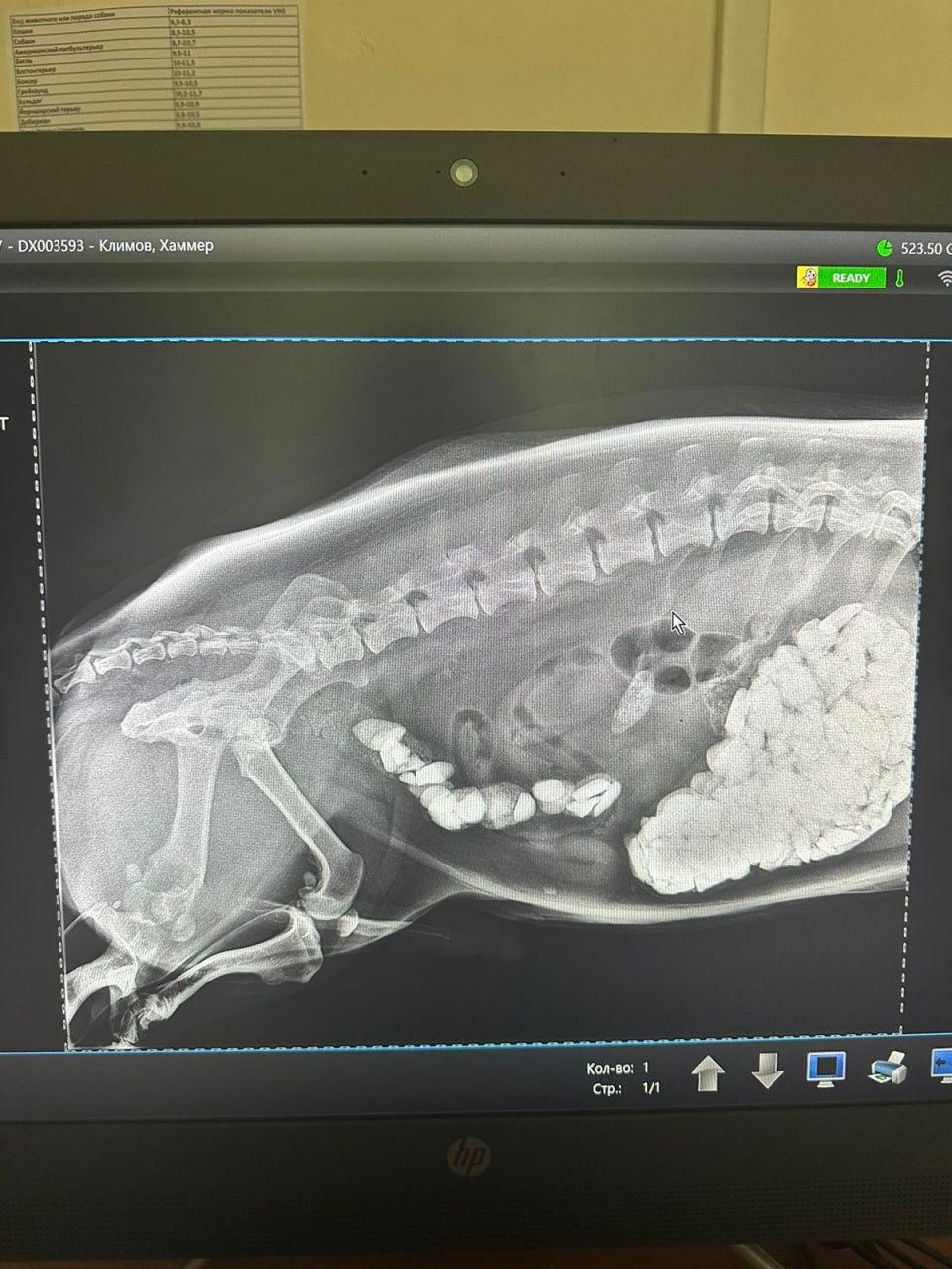 Корги съел камни