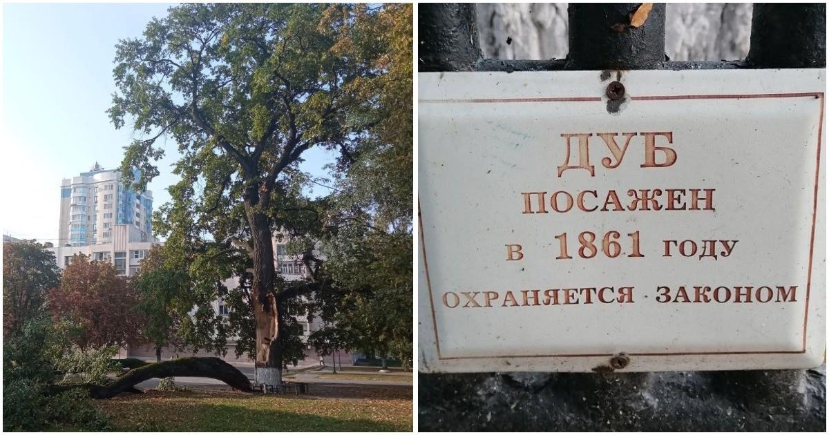 Орёл, дуб в честь отмены крепостного права раскололся