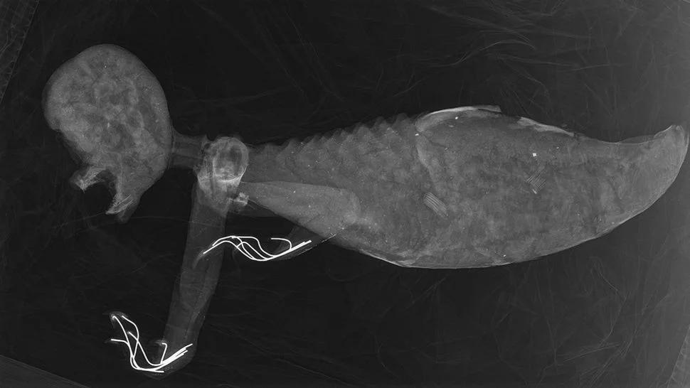 Мумия русалки из Японии, рентген