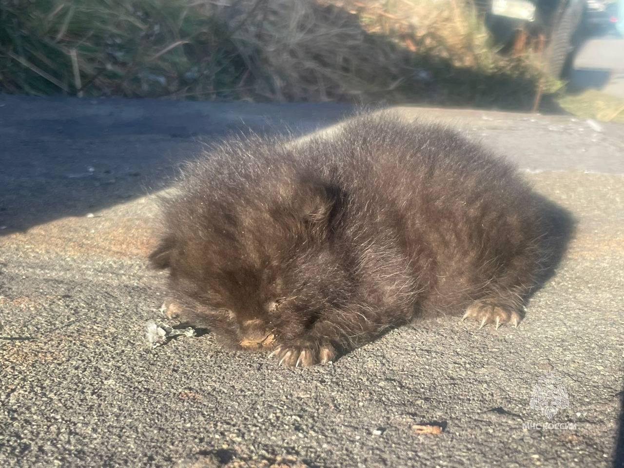 Спасенный котёнок