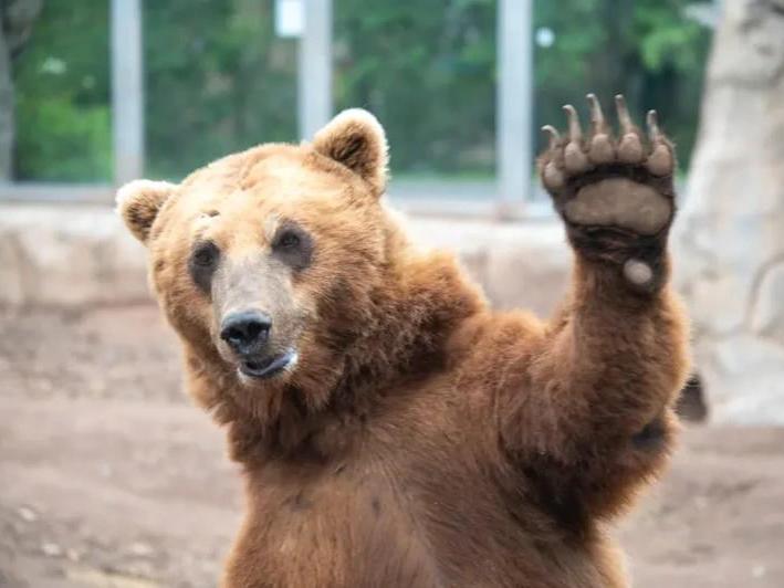 Самая большая коронка в мире