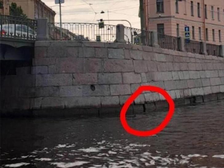 Который день спасают котика