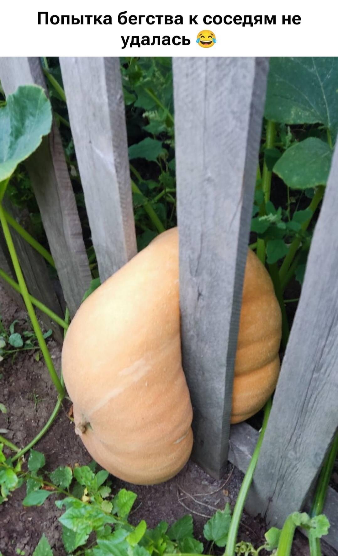 Тыква сбегает