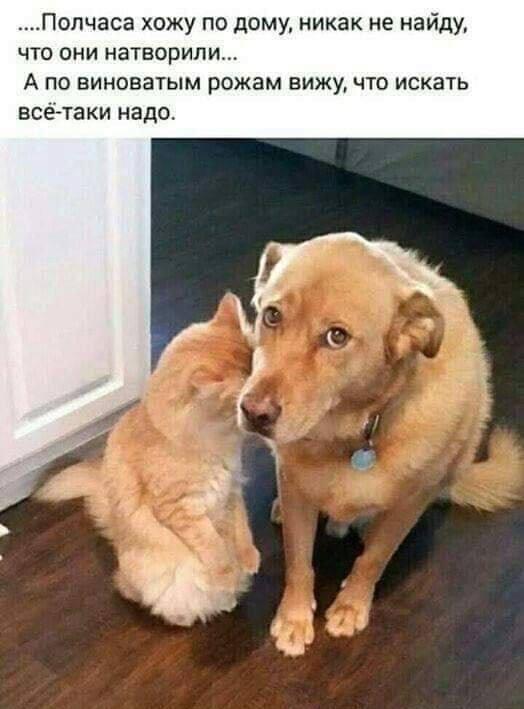 Собака виновата, мем