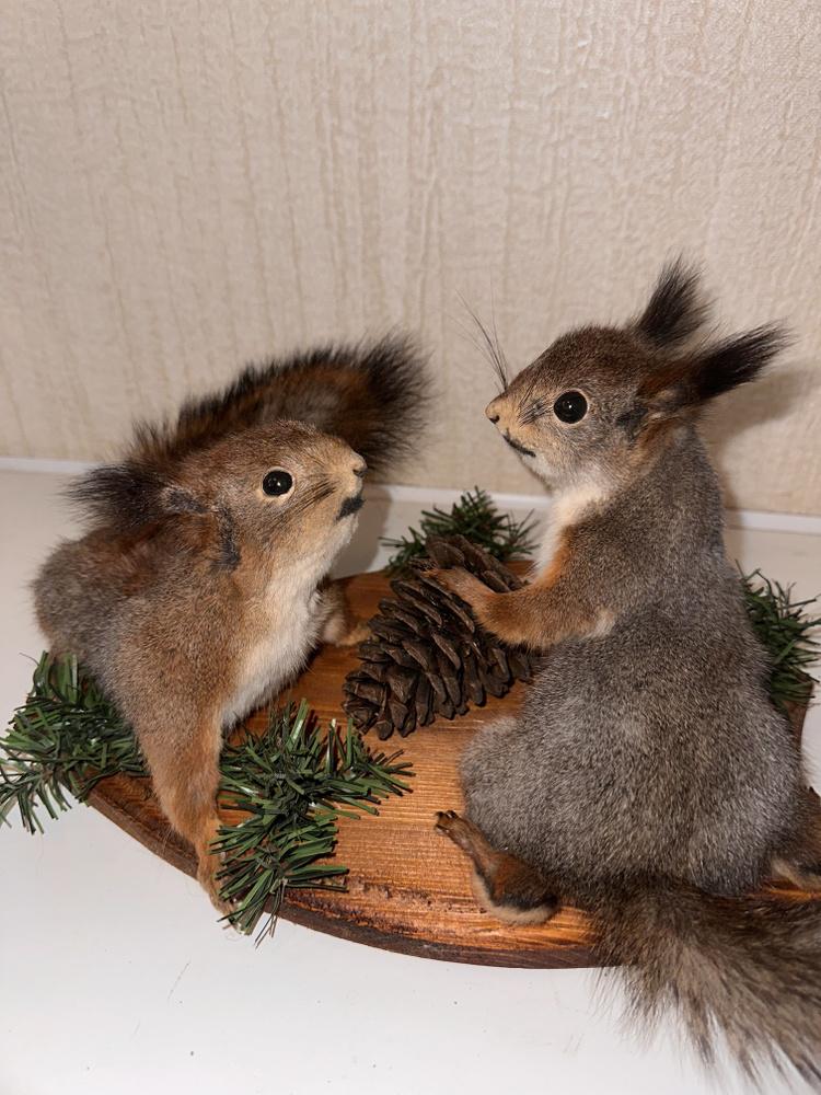 Чучело белки