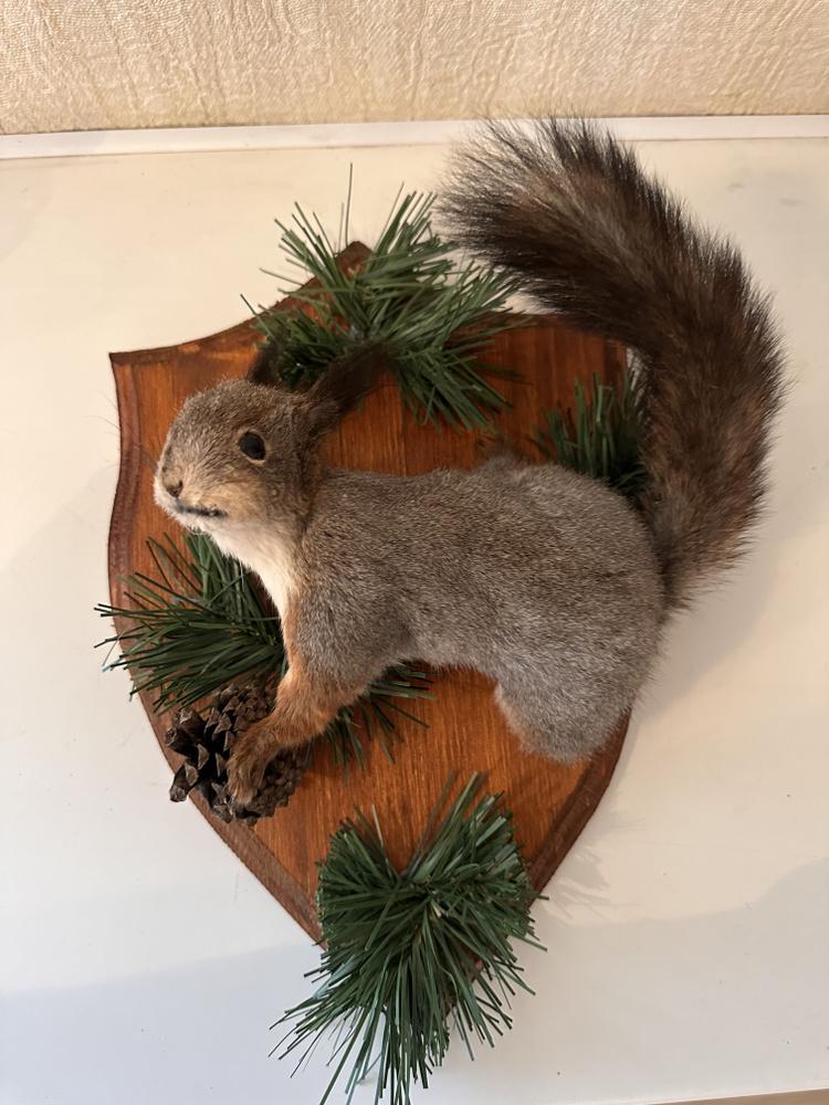 Чучело белки