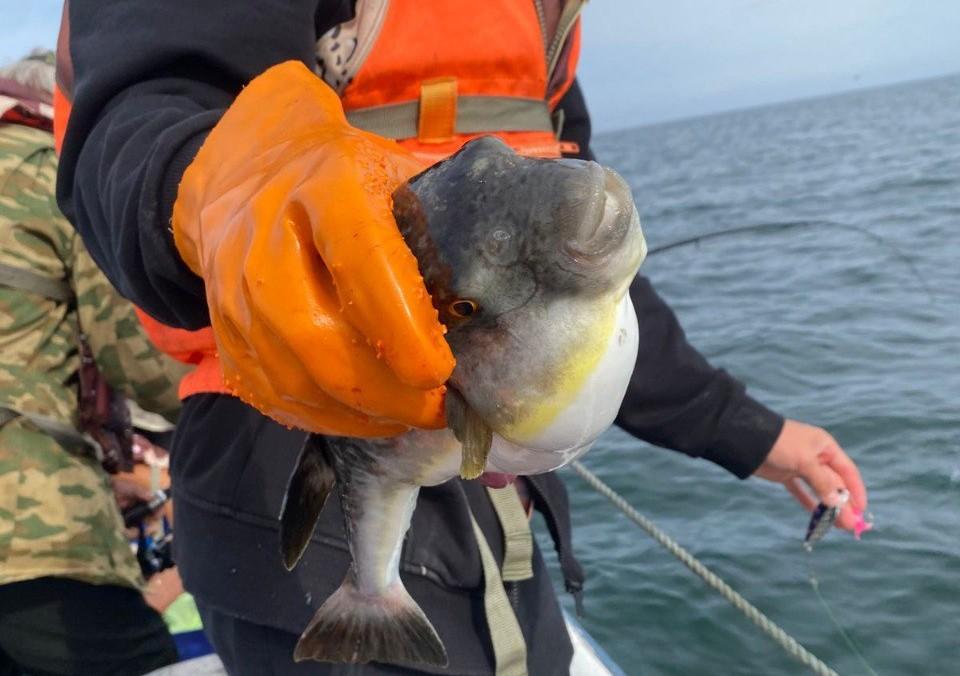 Рыба фугу в Приморье