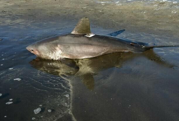 Акула в Приморье