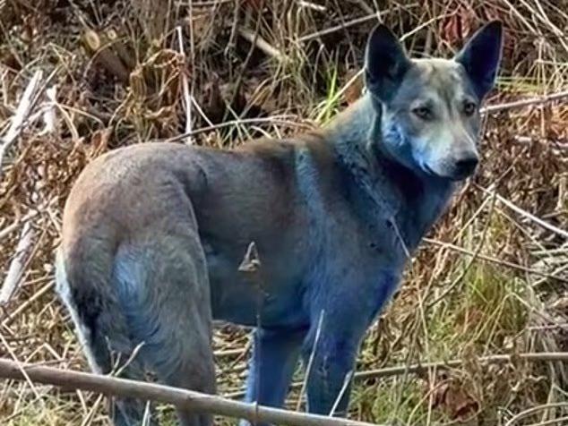 Синие собаки Чернобыля
