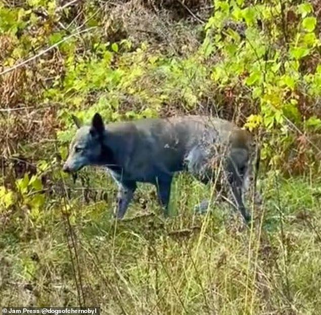 Синие собаки в Чернобыле
