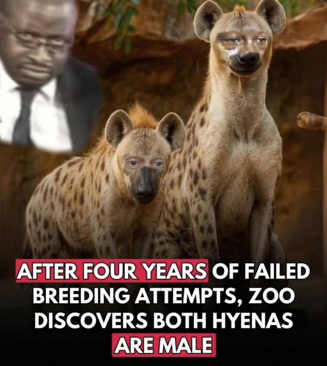 Гиены в японском зоопарке