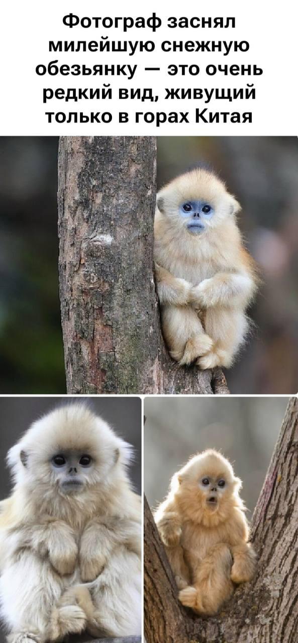 Рокселланов ринопитек