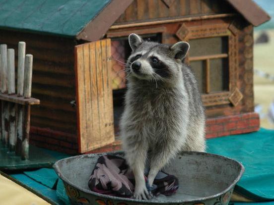 Еноты стремительно одомашниваются