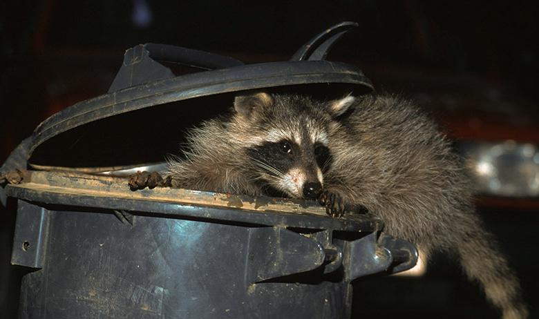 Енот в мусорке