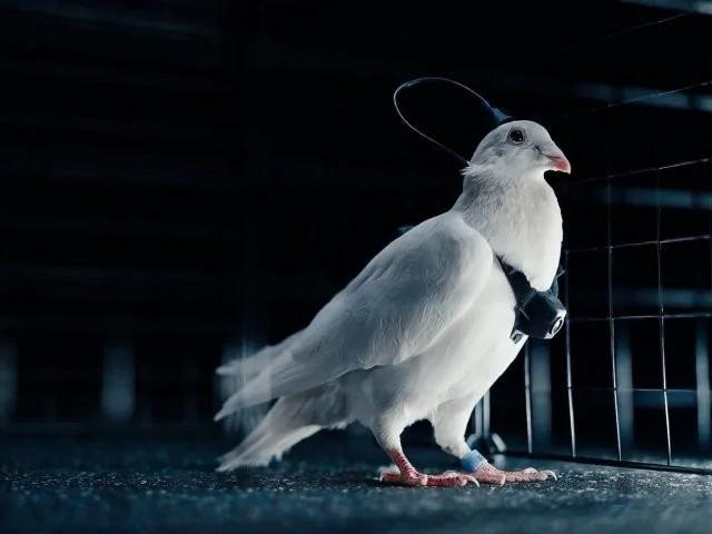 Голубь-киборг будет шпионить за вами