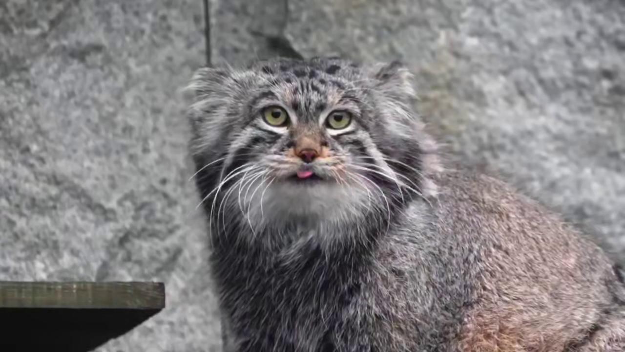 Манулы закончили зажировку