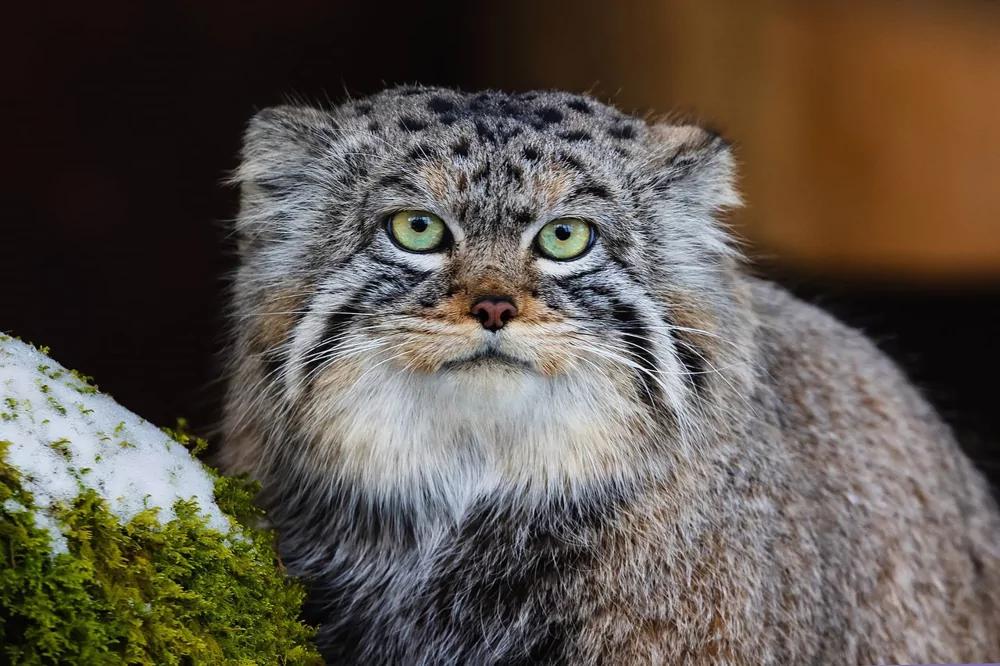 Манул Тимофей из Московского зоопарка