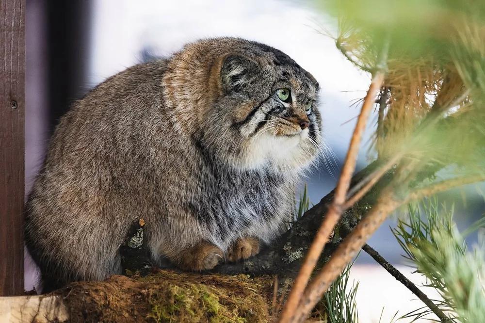 Манул Борис из красноярского зоопарка
