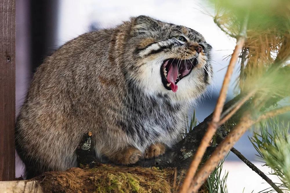 Манул Борис из красноярского зоопарка