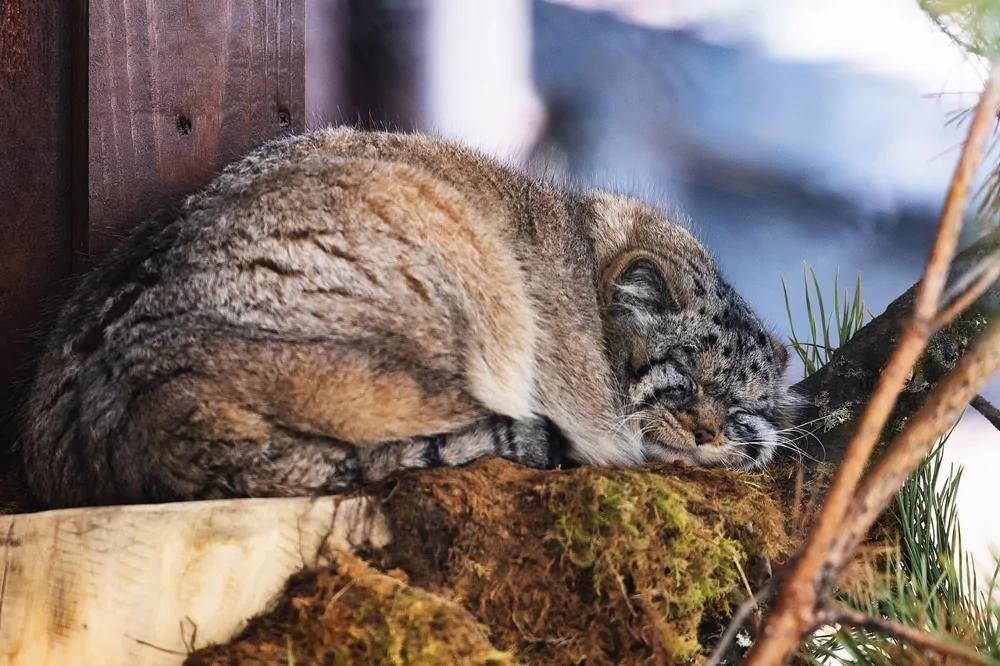Манул Борис из красноярского зоопарка