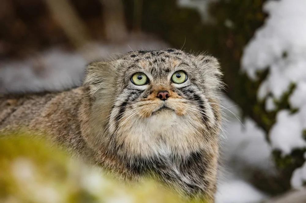 Манул Борис из красноярского зоопарка