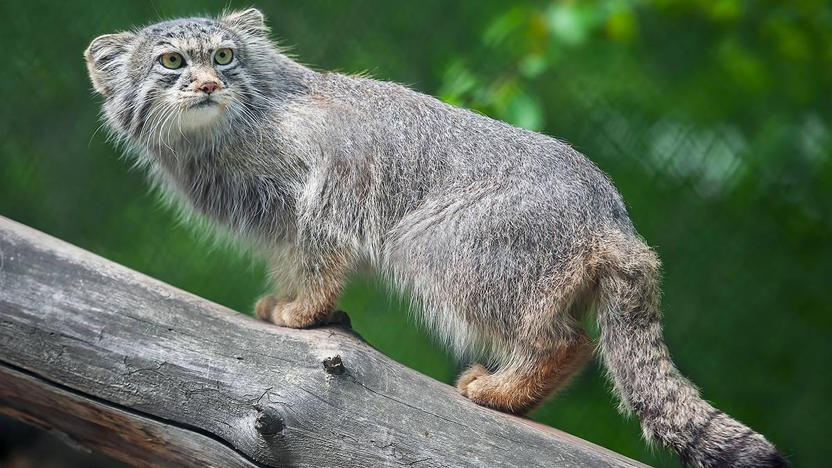 Манул Тимофей летом