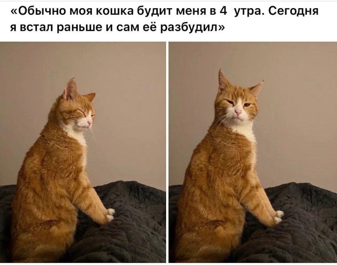 Разбудил кошку