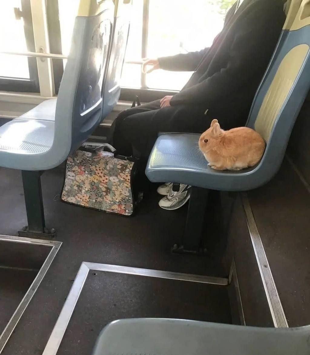 Заяц в транспорте
