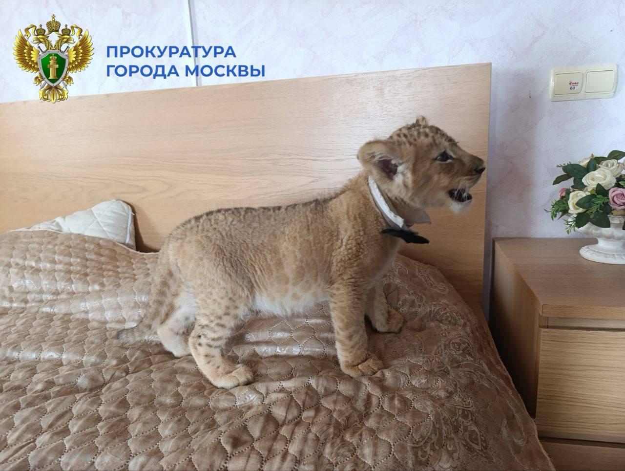 Изъяли львёнка