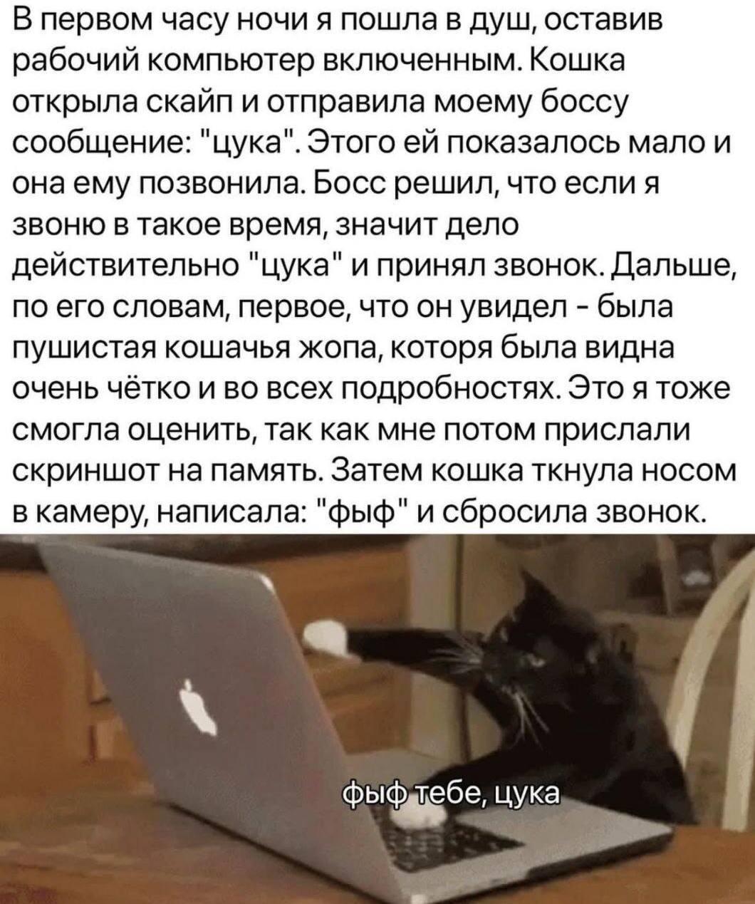 Кошка и скайп