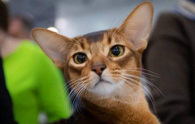 Картинка к новости