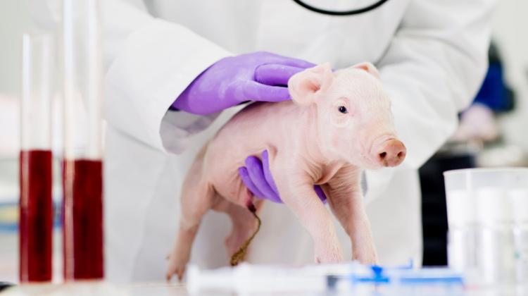Свиньи и трансплантация почек