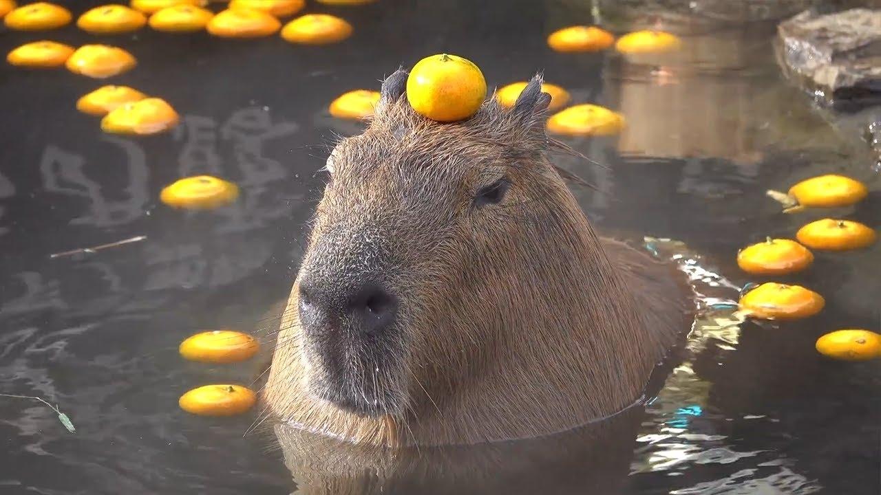 Отели с капибарами