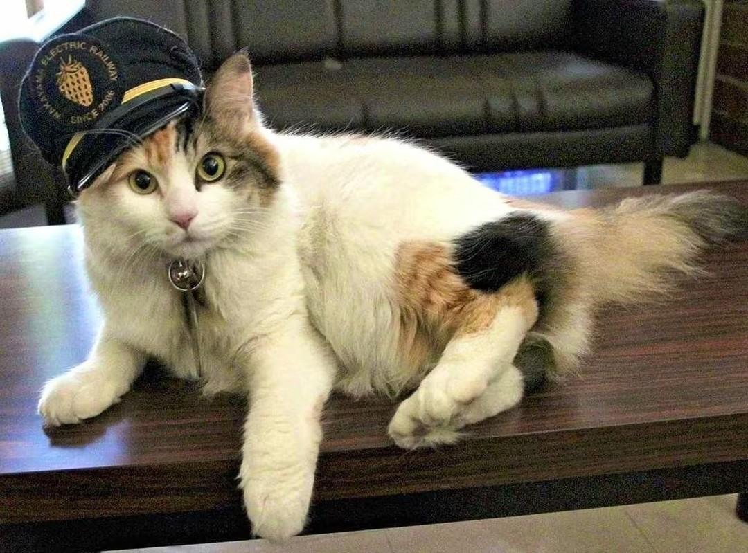 Сотрудником месяца стал кот