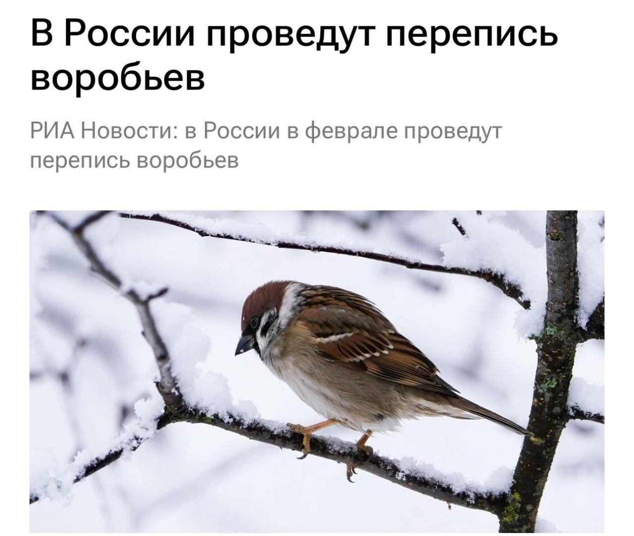 Перепись воробьев