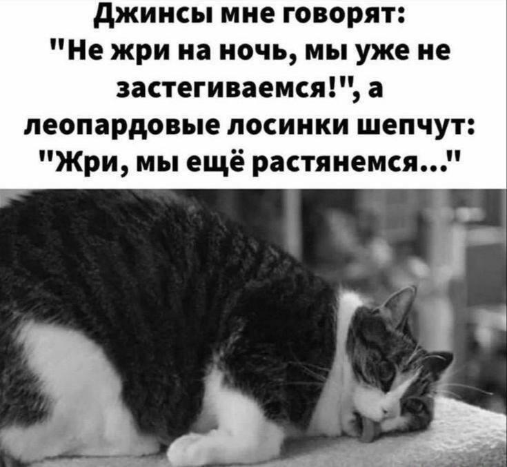 Жирный котик