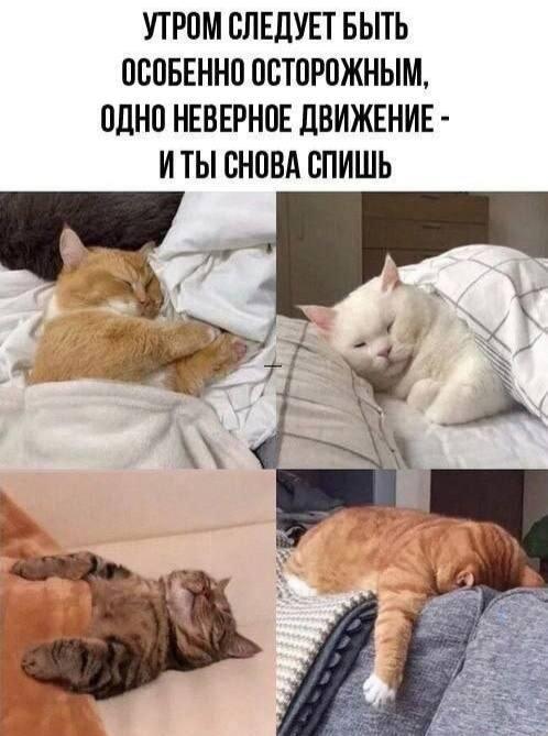 Котики спят