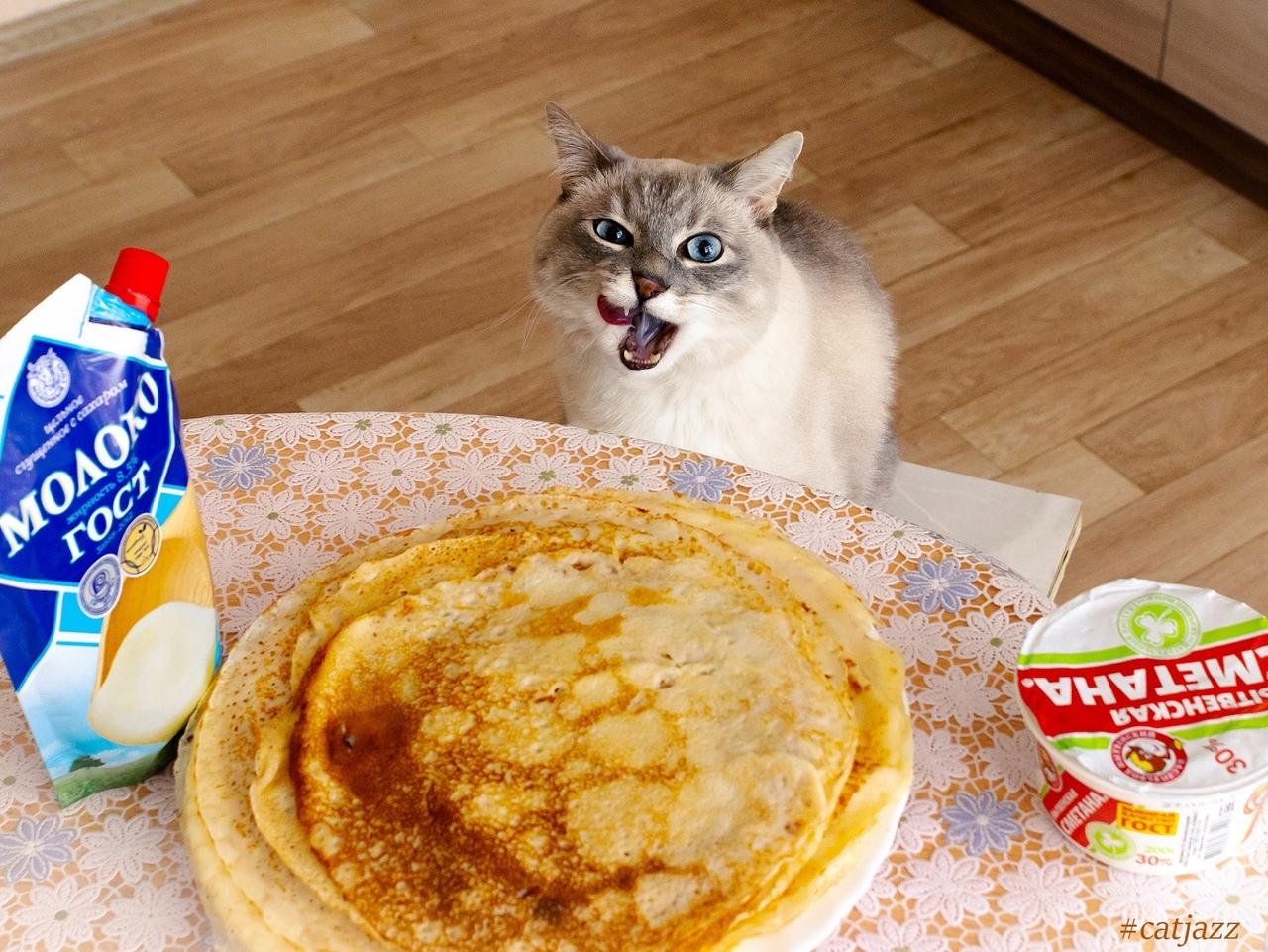 Кот и Масленица