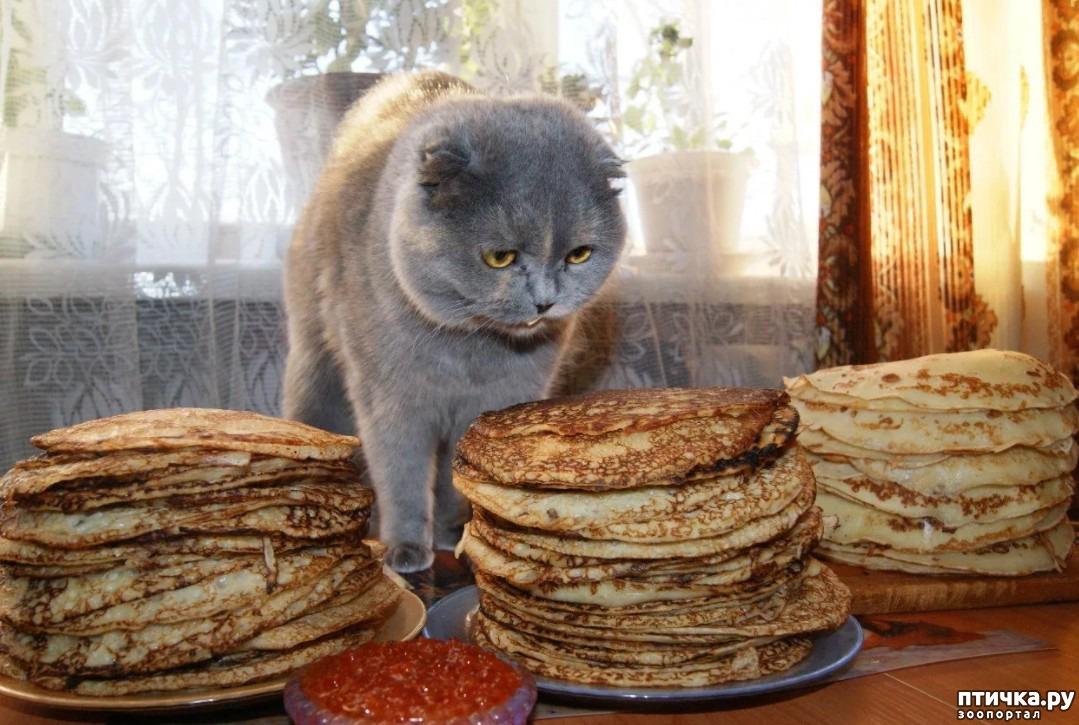 Кот и Масленица