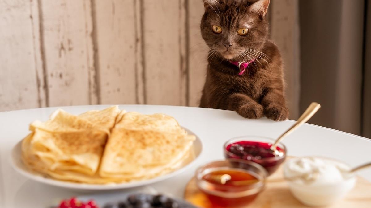 Кот и Масленица