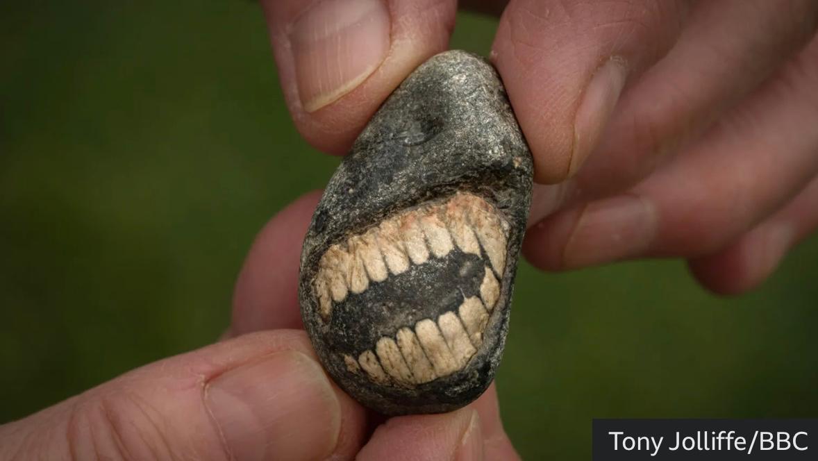 Окаменелая морская лилия