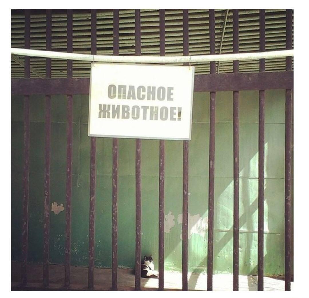 Опасный котик