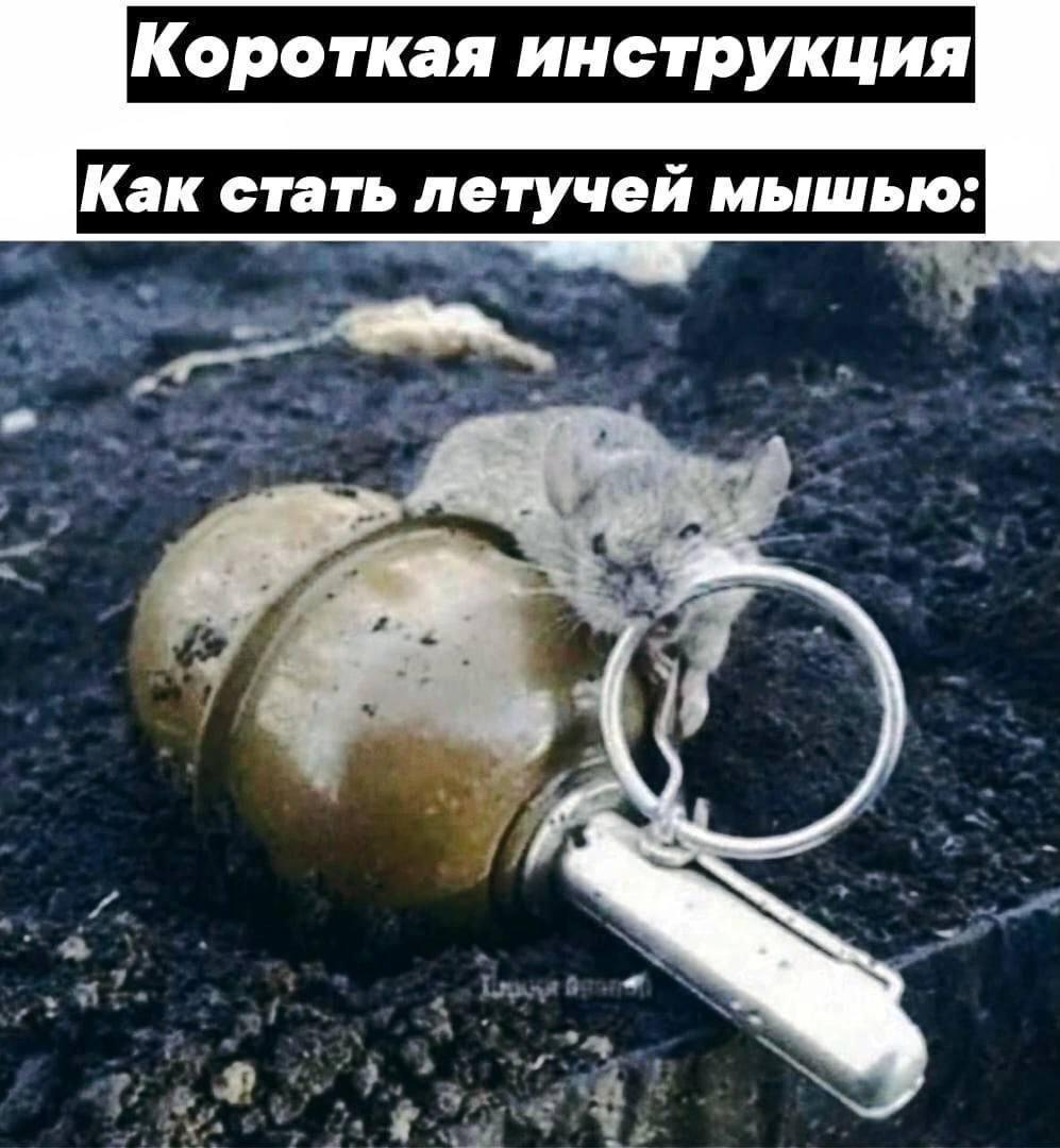 Летучая мышь