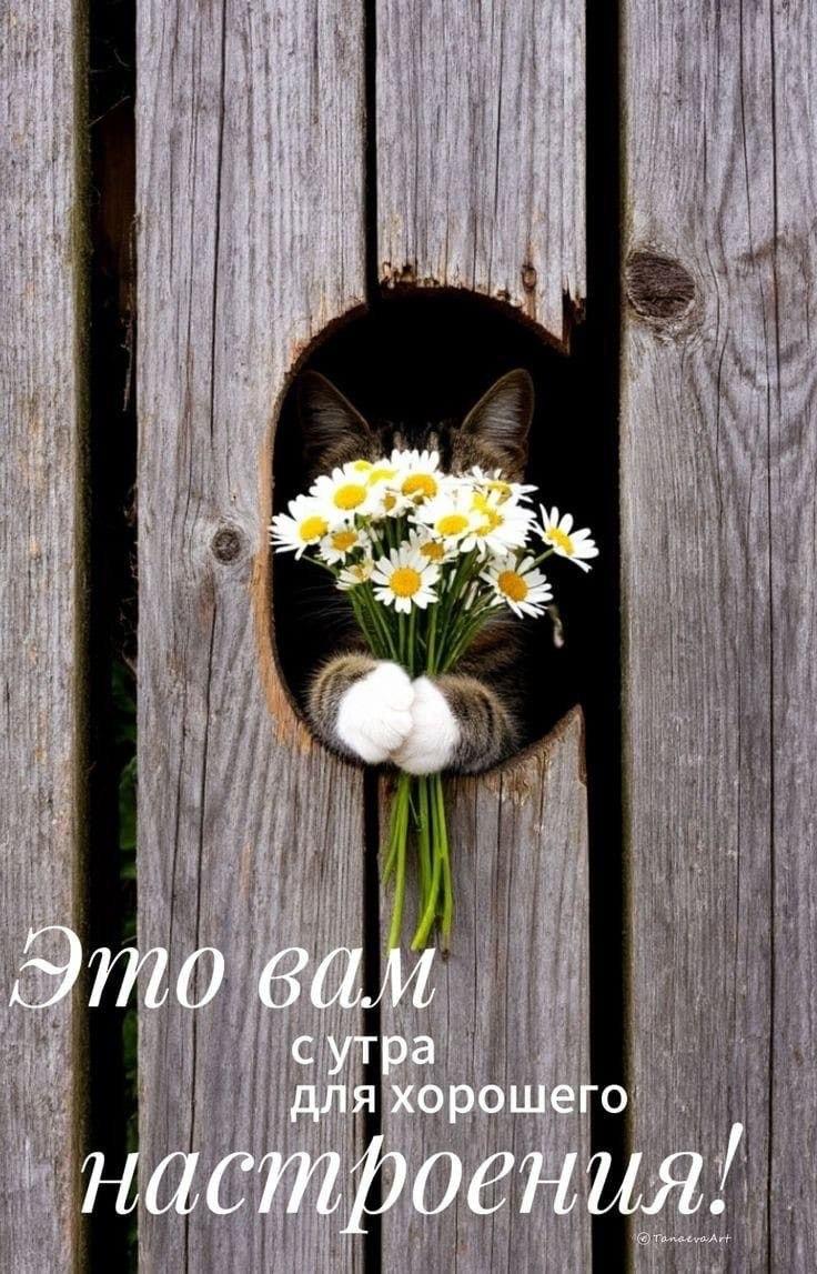 Доброе утро