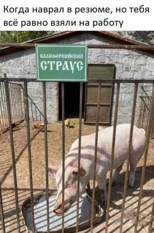 Калифорнийский страус, мем