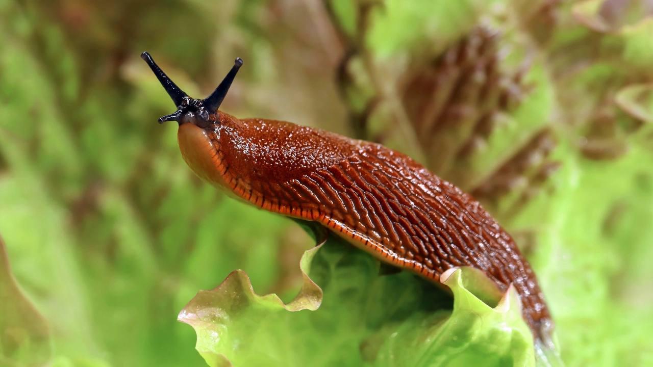 Ядовитые испанские слизни