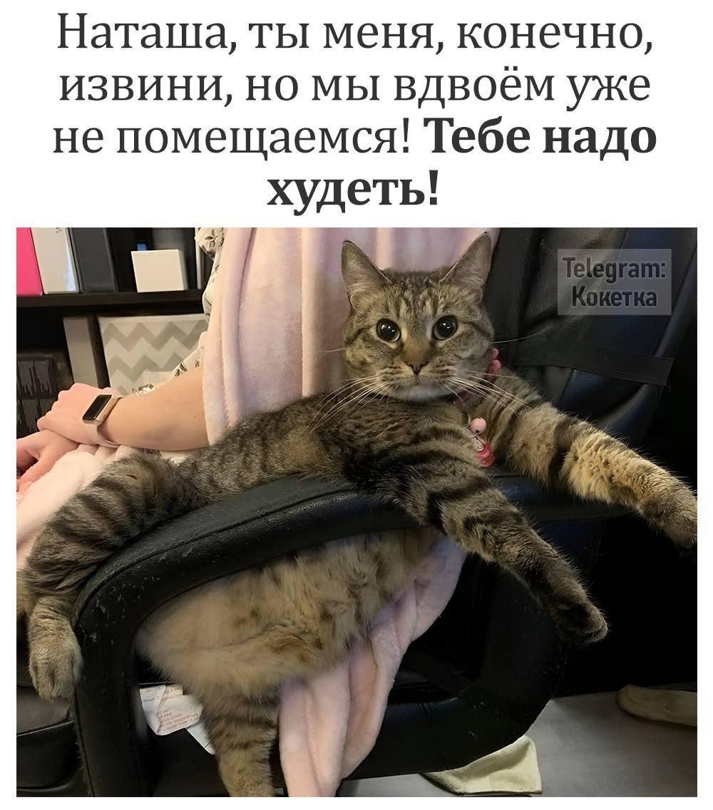 Котик, мем