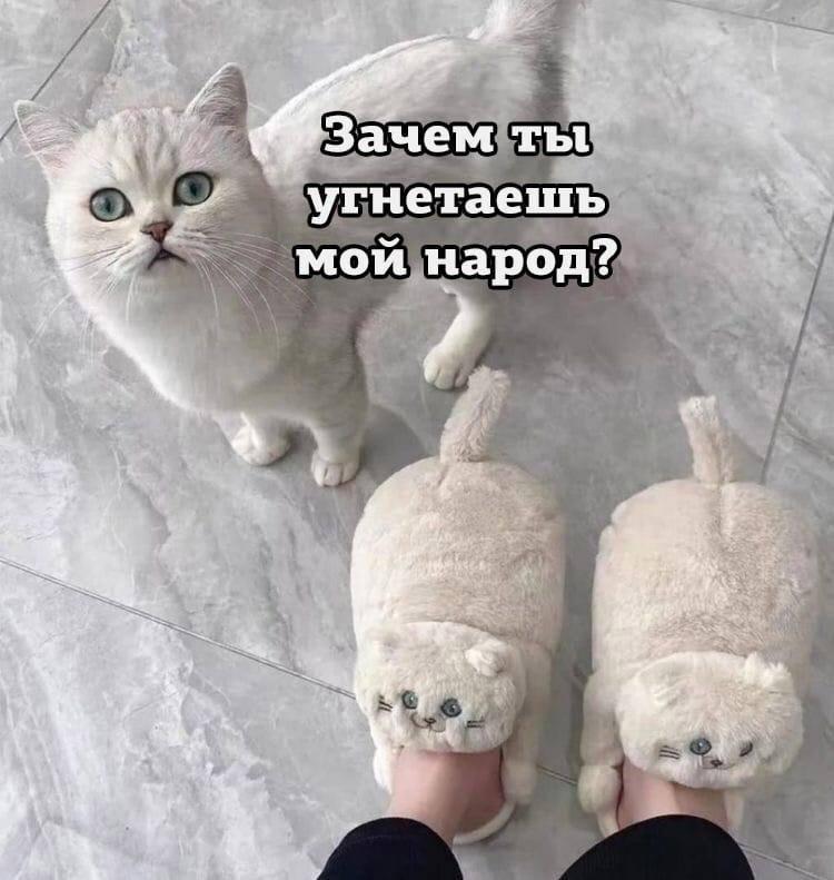 Котики, мем