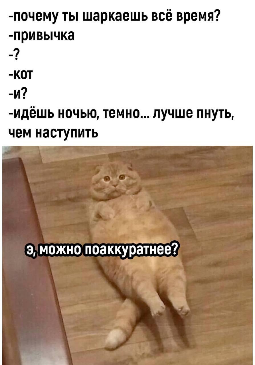 кот, мем